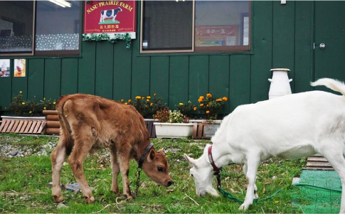 那須高原ジャージー農場(那須町)