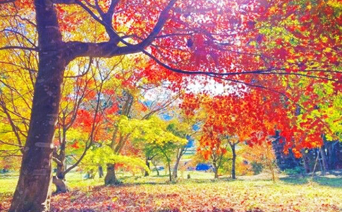 深沢もみじ園 瑞光園